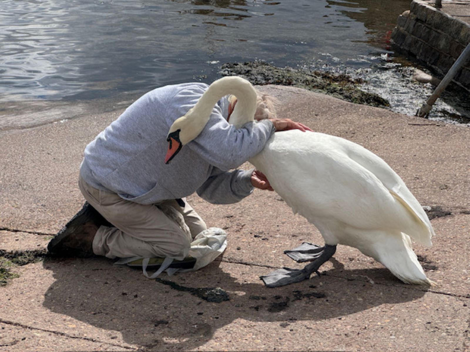 2nd Place - Sue Wakeley - Swan Whisperer